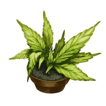 Marijuana plant with leaf in ceramic pot. Vector color vintage hatching Stock Illustration