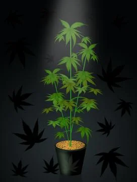 Marijuana plant in the light Stock Illustration