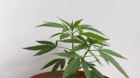 Marijuana plant moved by the wind Video stock 77460636