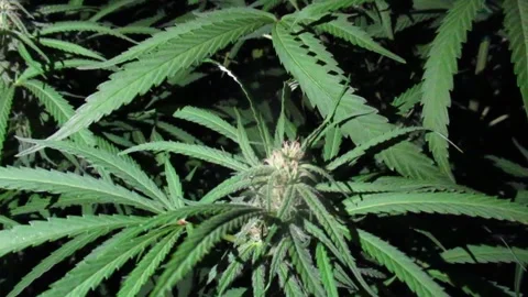 Marijuana Plant, Moving Light Video stock 254654636