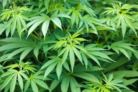 Marijuana plant Stock Photos