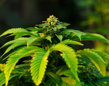 Marijuana plant Stock Photos