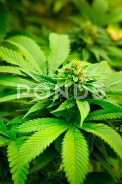 Marijuana plant Stock Photos