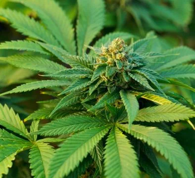 Marijuana plant Stock Photos