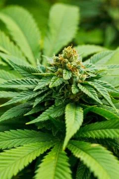 Marijuana plant Stock Photos