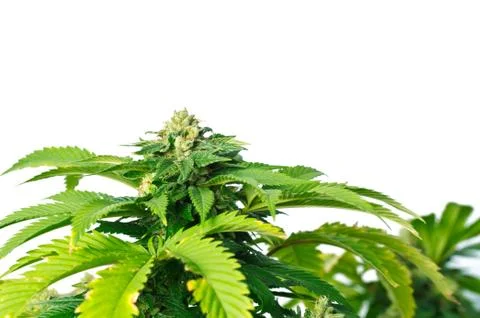 Marijuana plant Stock Photos