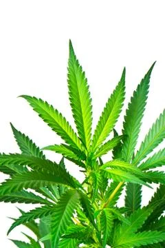 Marijuana plant Stock Photos