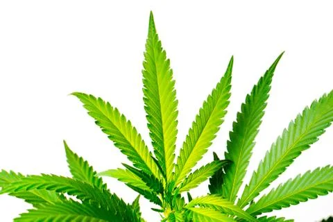Marijuana plant Stock Photos