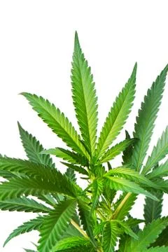 Marijuana plant Stock Photos