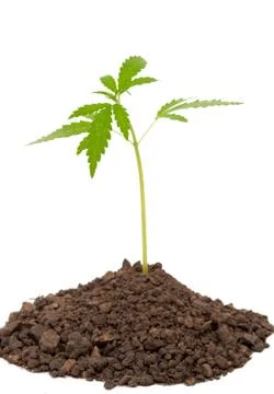 Marijuana plant Stock Photos