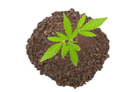 Marijuana plant Stock Photos