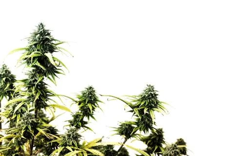 Marijuana plant Stock Photos