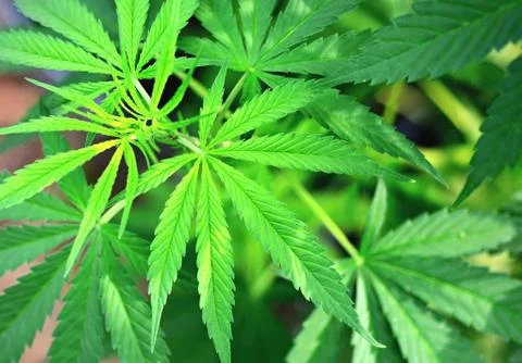 Marijuana plant 库存照片