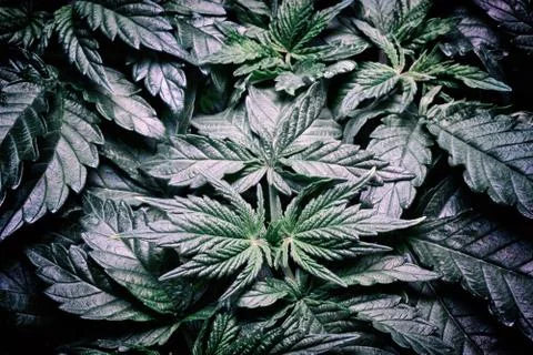 Marijuana plant Stock Photos