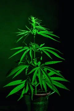 Marijuana Plant Shot Inside Stock Photos