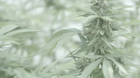 Marijuana Plant take close Stock Footage 139664763