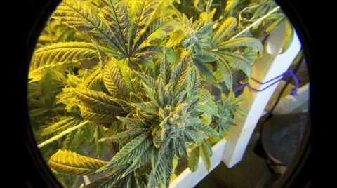 Marijuana Plant Time Lapse Stockbeeldmateriaal 54095768