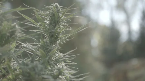 Marijuana plant in wind Vídeo Stock 37256428