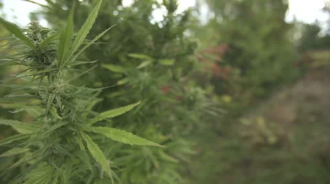 Marijuana plantation Vídeo Stock 37270081