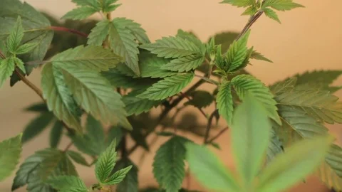 Marijuana Plants 3 Stock Footage 79017811