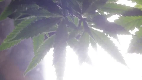 Marijuana Plants 5 Stock Footage 79017839