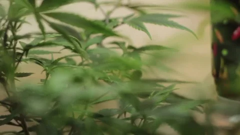 Marijuana Plants 6 Stock Footage 79017841