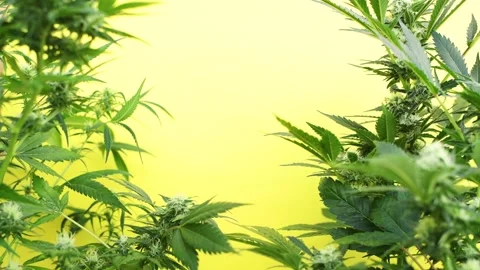 Marijuana plants background on yellow background with copy space in center Vidéo 153107522