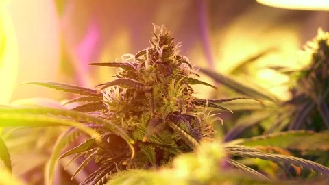 Marijuana plants blowing by the wind in an indoor grow box with LED light Stock Footage 149857945