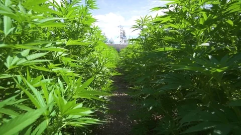 Marijuana Plants Blue Sky moving between rows high low motion 動画素材 79594995