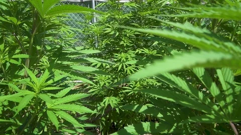 Marijuana Plants Cannabis Close up pulling back focus pull 動画素材 79698093