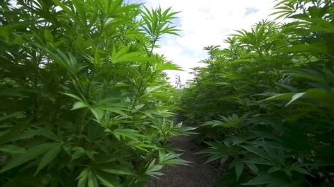 Marijuana Plants Cannabis 動画素材 79593090