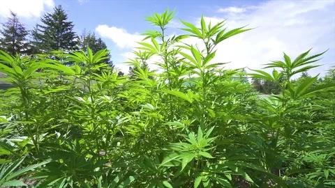Marijuana Plants Cannabus Blue Sky moving down 動画素材 79696644