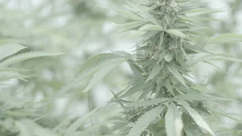 Marijuana Plants close Stock Footage 139664595