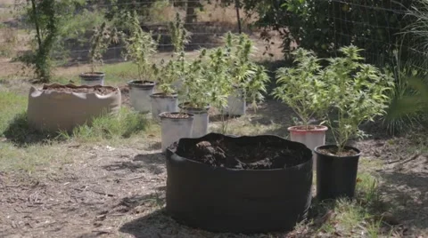 Marijuana Plants On Farm Stock Footage 45589890