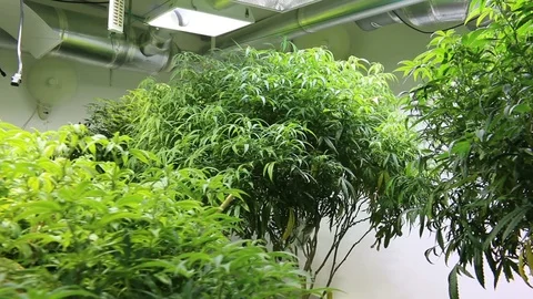 MARIJUANA PLANTS Stock Footage 100204921