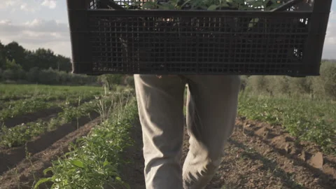 Marijuana plants Video stock 315703636