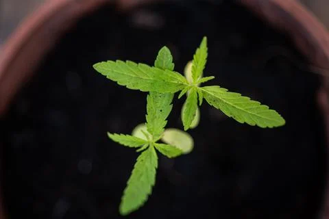 Marijuana plants in herb concept. Stock Photos