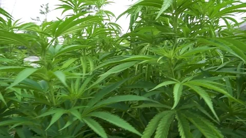 Marijuana plants pan right 動画素材 79592964