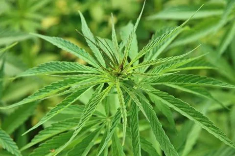 Marijuana plants Stock Photos