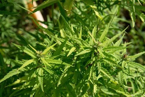 Marijuana plants Stock Photos