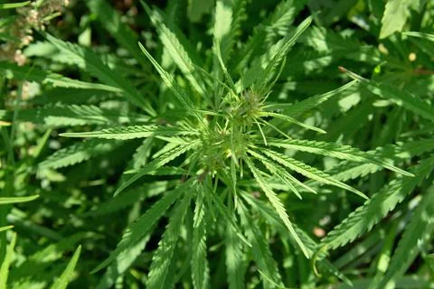 Marijuana plants Stock Photos