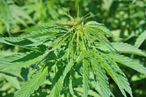 Marijuana plants Stock Photos