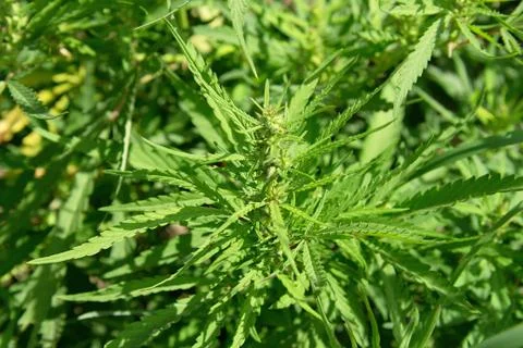 Marijuana plants Stock Photos