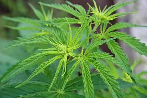 Marijuana plants Foto stock