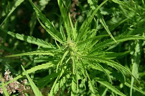 Marijuana plants Stock Photos