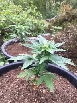 Marijuana plants Stock Photos