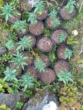 Marijuana plants Stock Photos