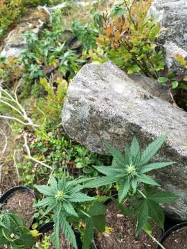 Marijuana plants Stock Photos
