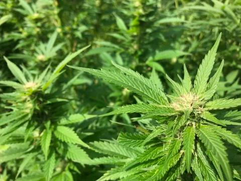 Marijuana Plants Stock Photos