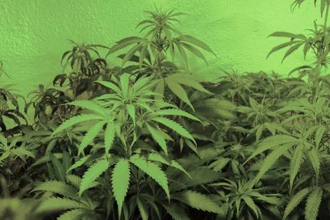 Marijuana plants, selective focus for on one plant in the foreground. Industr Stock Photos